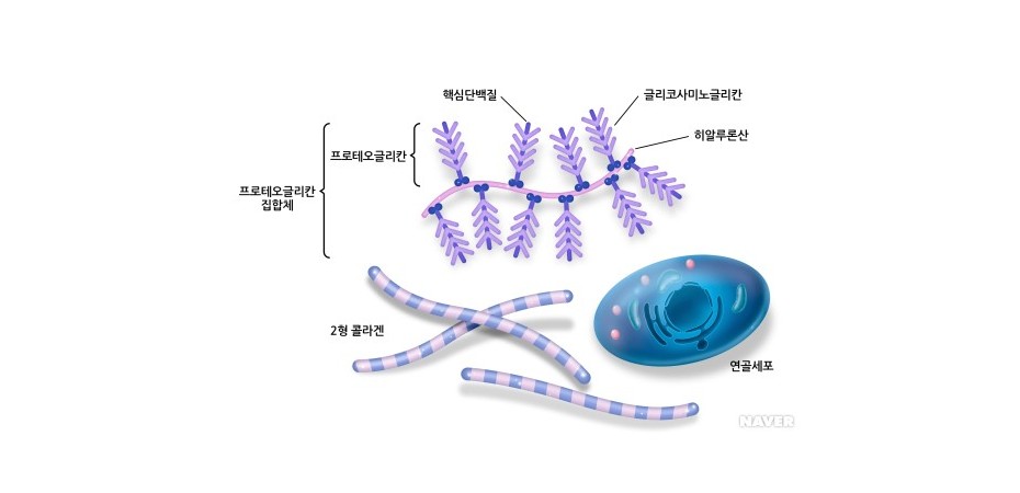 프로테오글리칸(proteoglycan)